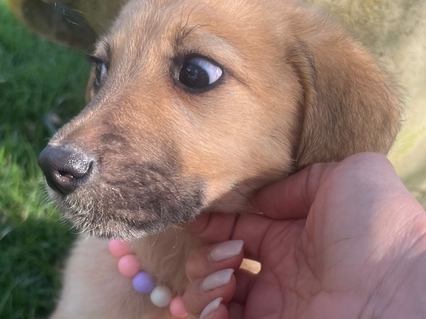 Adotta un cane, taglia media, femmina, Siracusa