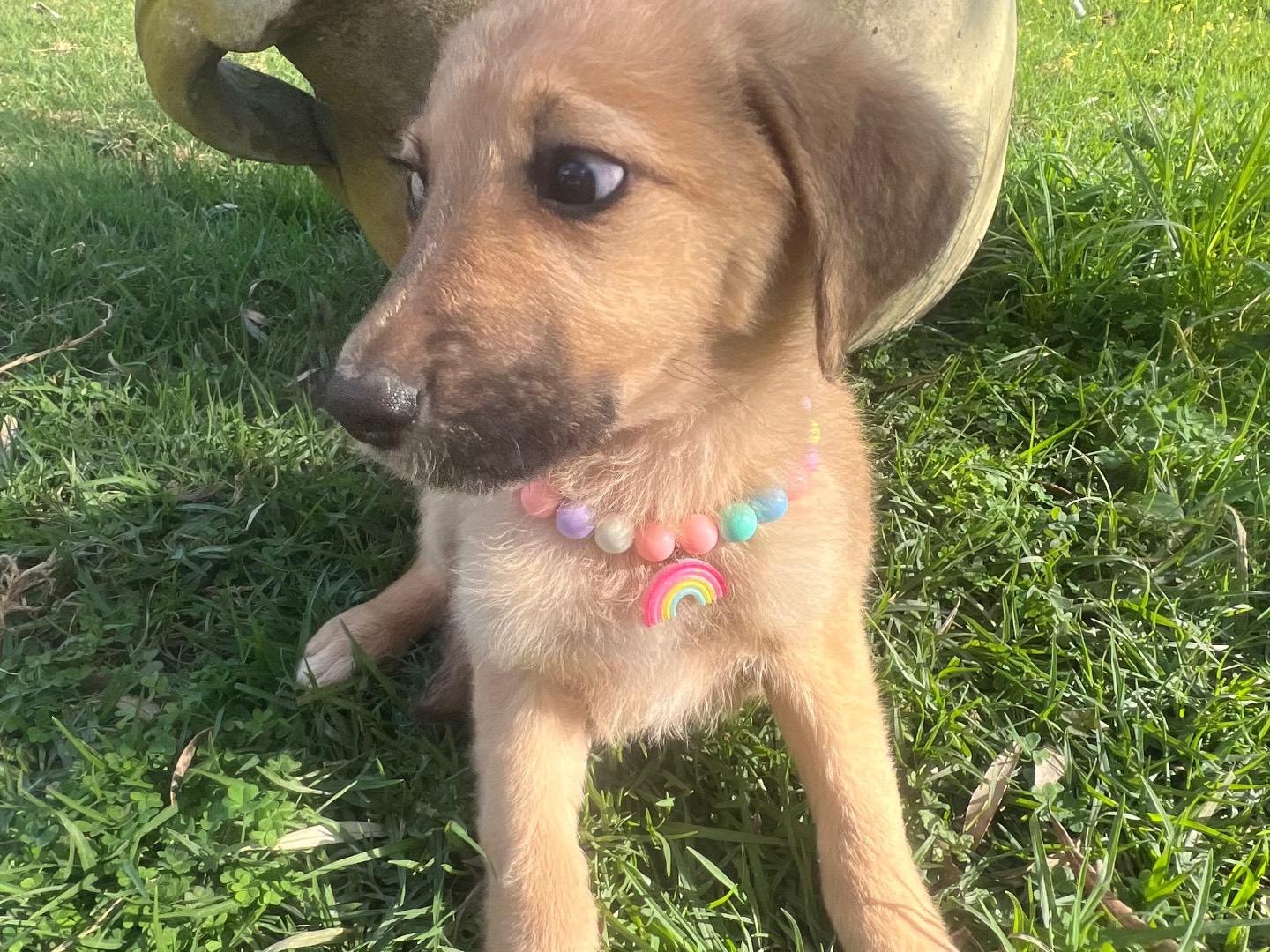 Vuoi adottare un cane a Siracusa?