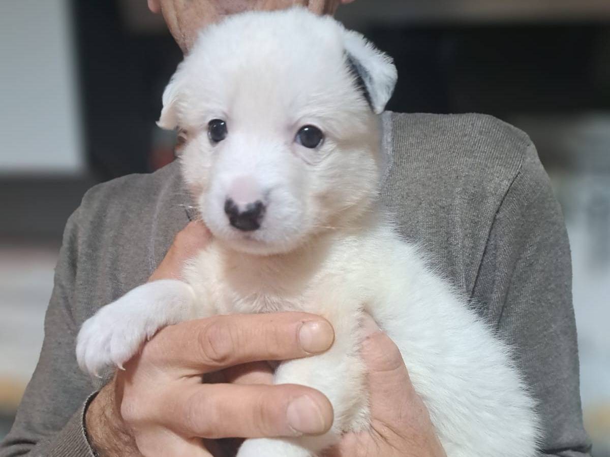 Foto dell'animale