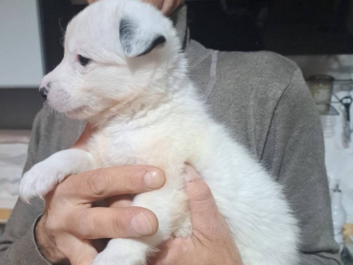 Vuoi adottare un cane a Benevento?