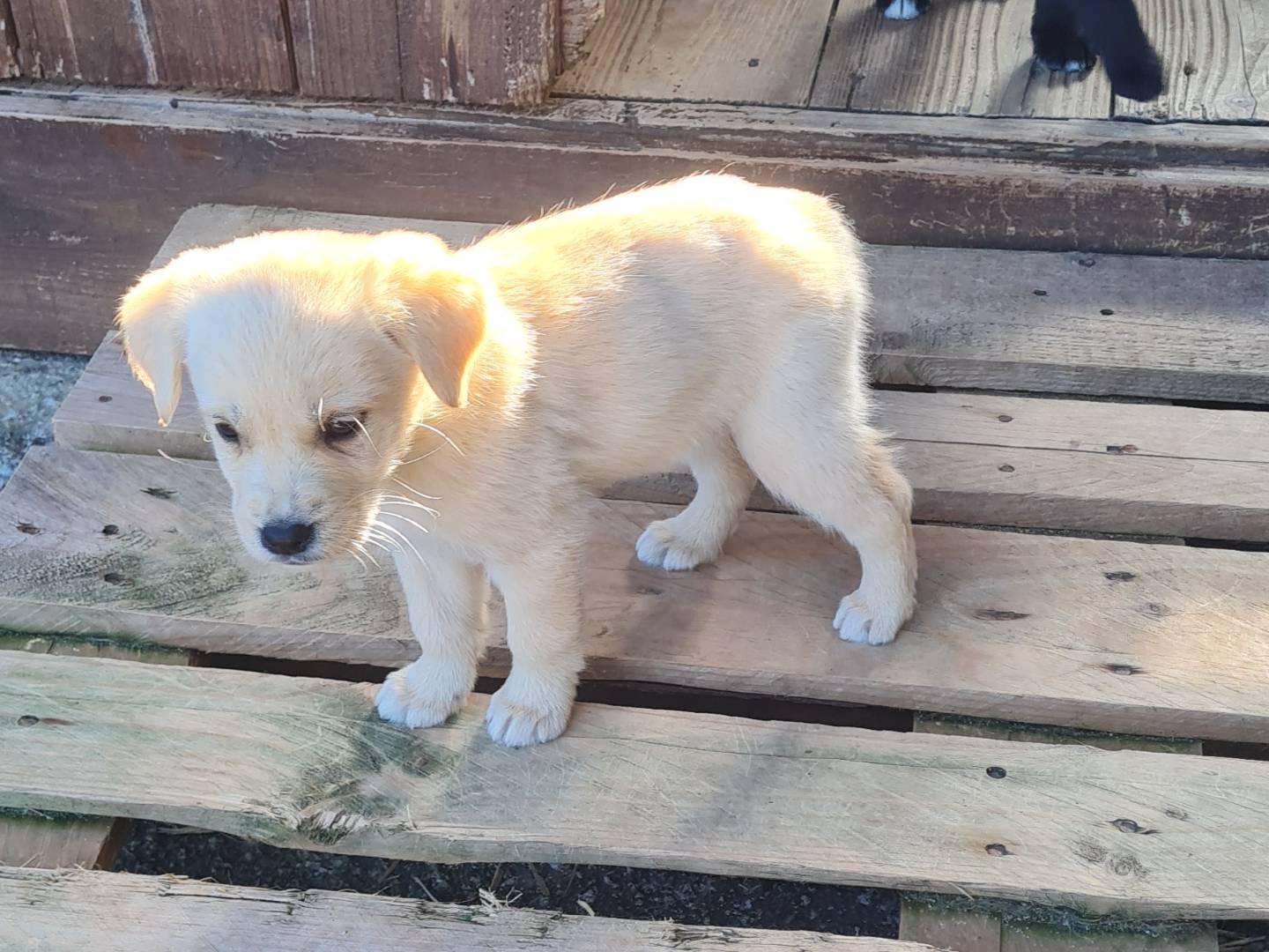 Adotta un cane, taglia media, femmina, Vibo
