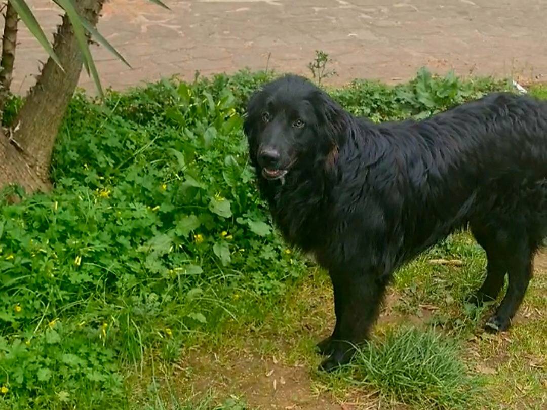 Adozione cane, femmina, Razza sconosciuta Razza sconosciuta, -3 mesi, taglia grande, Vibo