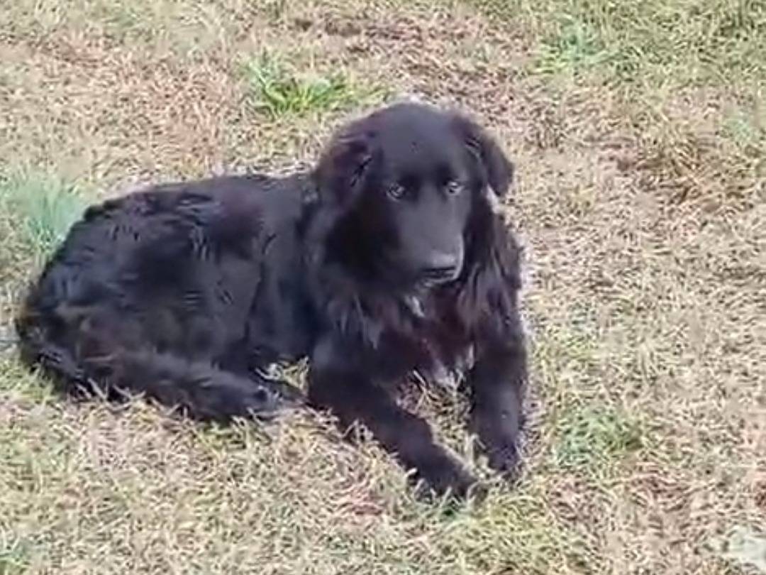 Adotta un cane, taglia grande, femmina, Vibo