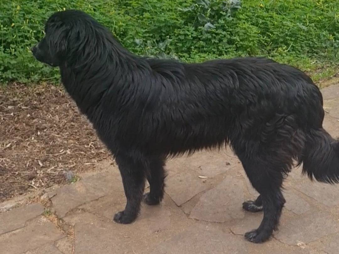 Vuoi adottare un cane a Vibo?