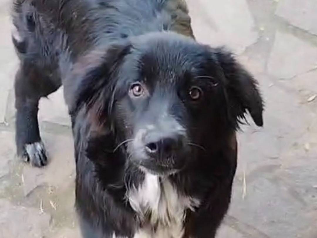 Adozione cane, femmina, Razza sconosciuta Razza sconosciuta, 8 mesi, taglia grande, Vibo