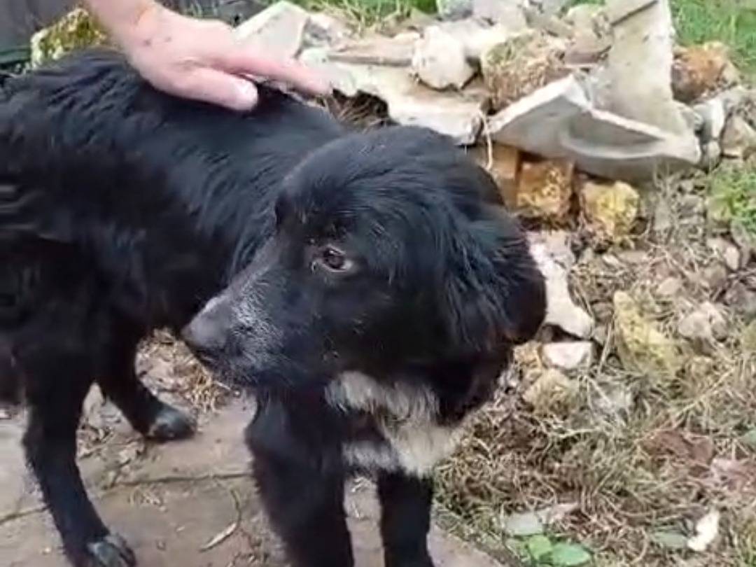 Adotta un cane, femmina, 8 mesi, Vibo