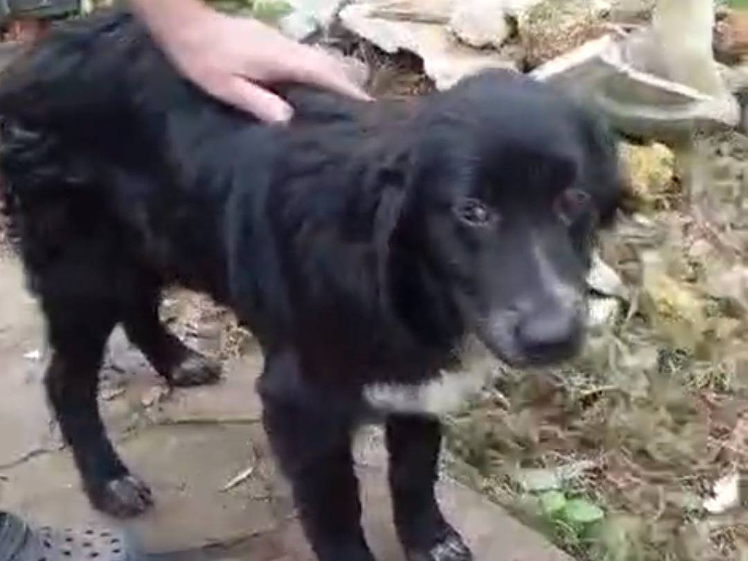 Adotta un cane, taglia grande, femmina, Vibo