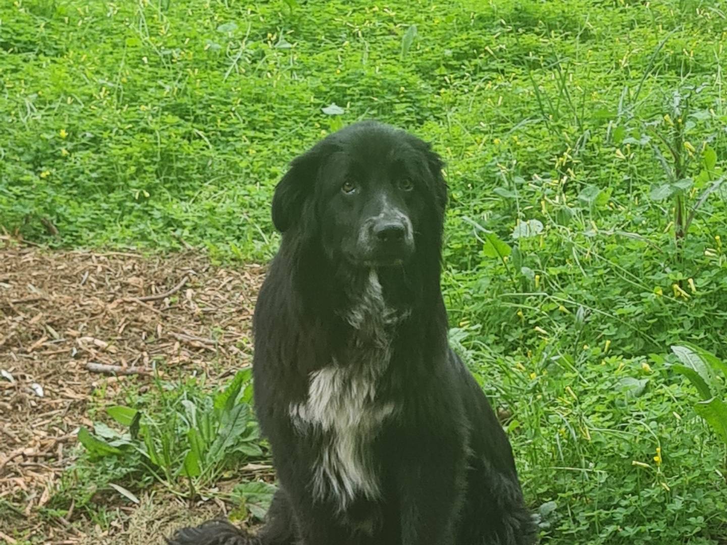 Vuoi adottare un cane a Vibo?