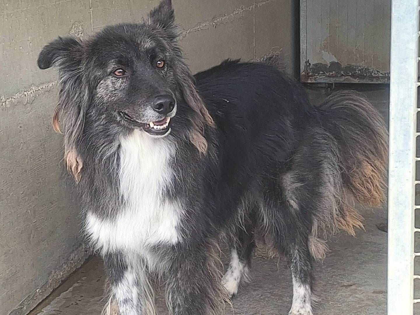 Adozione cane, maschio, Razza sconosciuta Razza sconosciuta, 6 anni  e 3 mesi , taglia media, Teramo
