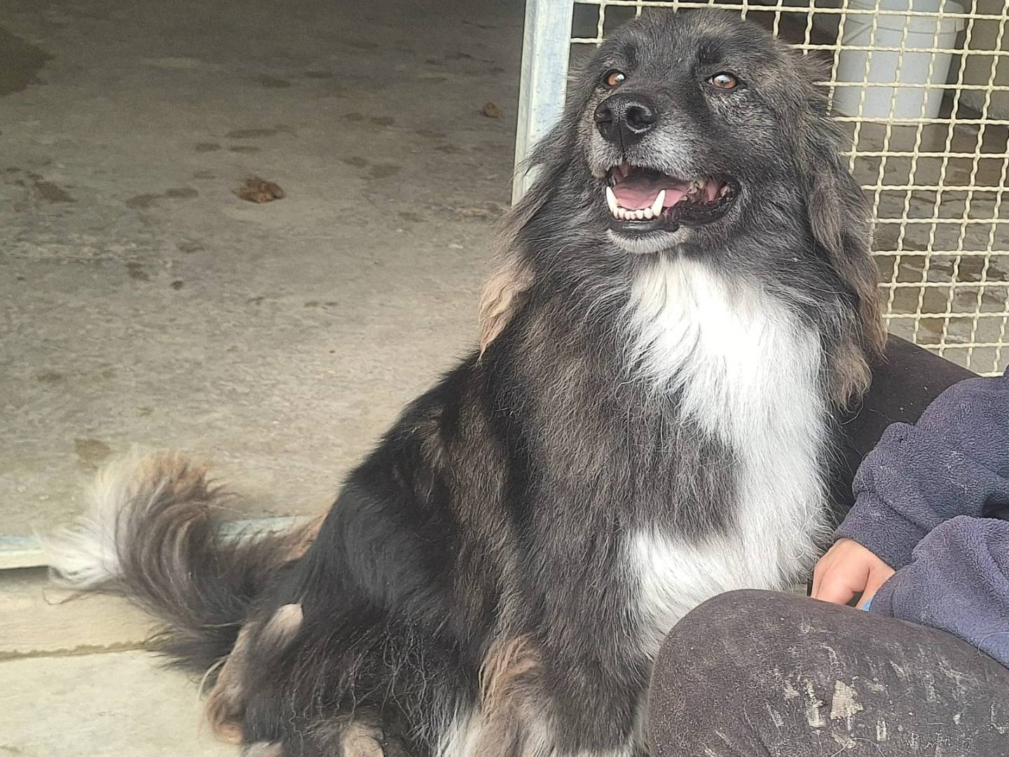 Adotta un cane, maschio, 6 anni  e 3 mesi , Teramo