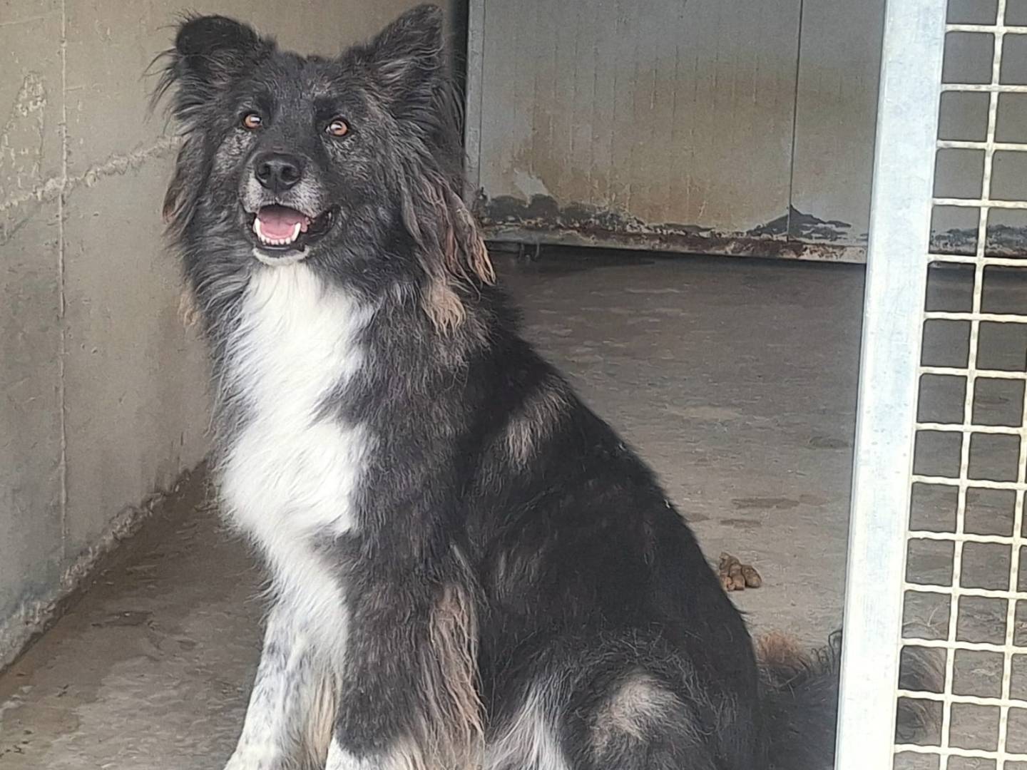 Adotta un cane, taglia media, maschio, Teramo