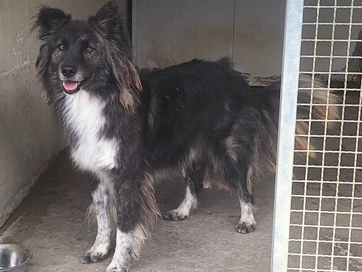 Vuoi adottare un cane a Teramo?