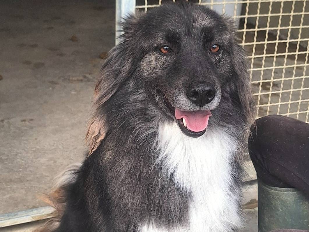 Adotta il cane Gandalf a Teramo
