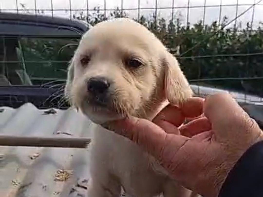 Adotta un cane, femmina, 2 mesi, Vibo