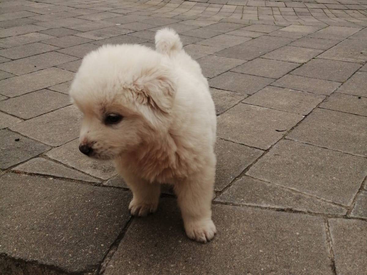 Adotta un cane, femmina, 2 mesi, Vibo