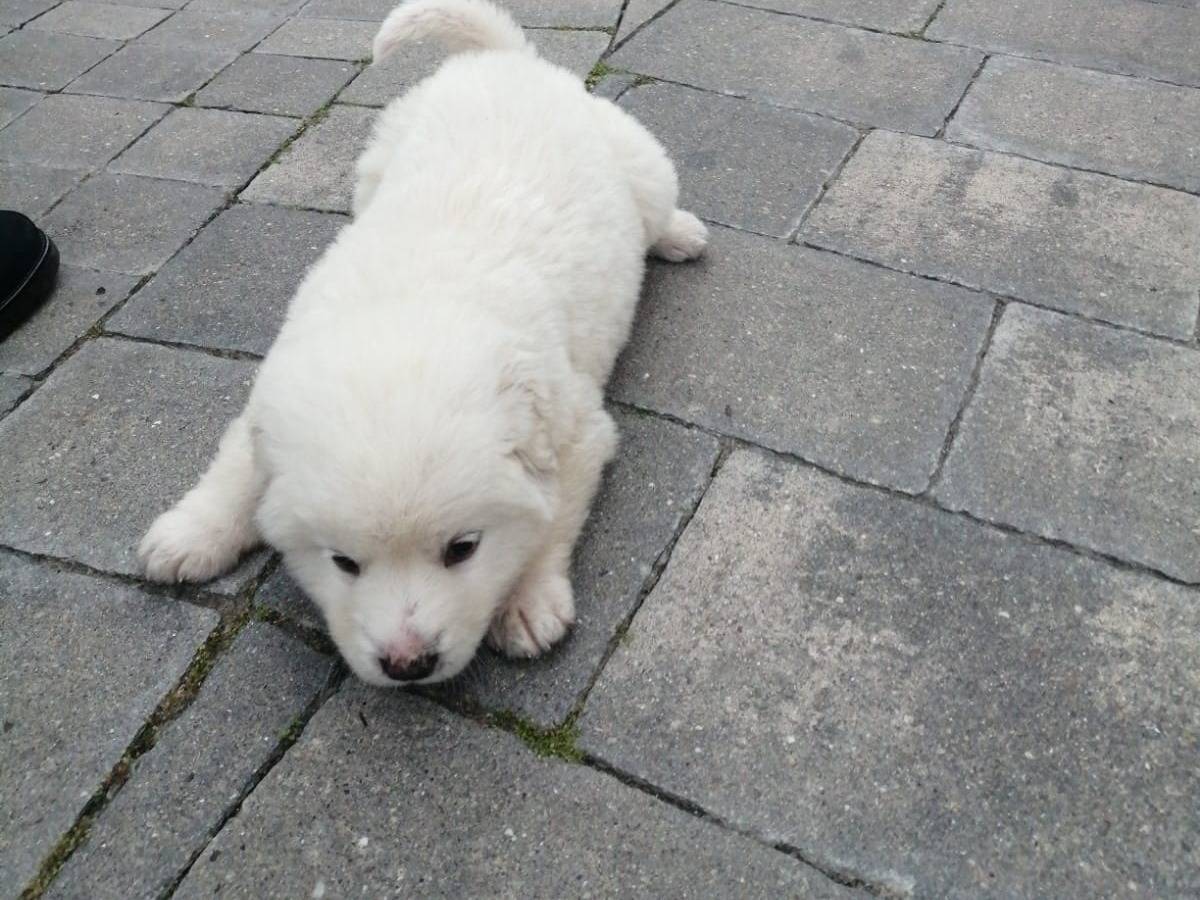 Adotta un cane, taglia media, femmina, Vibo