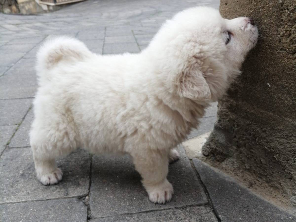 Vuoi adottare un cane a Vibo?