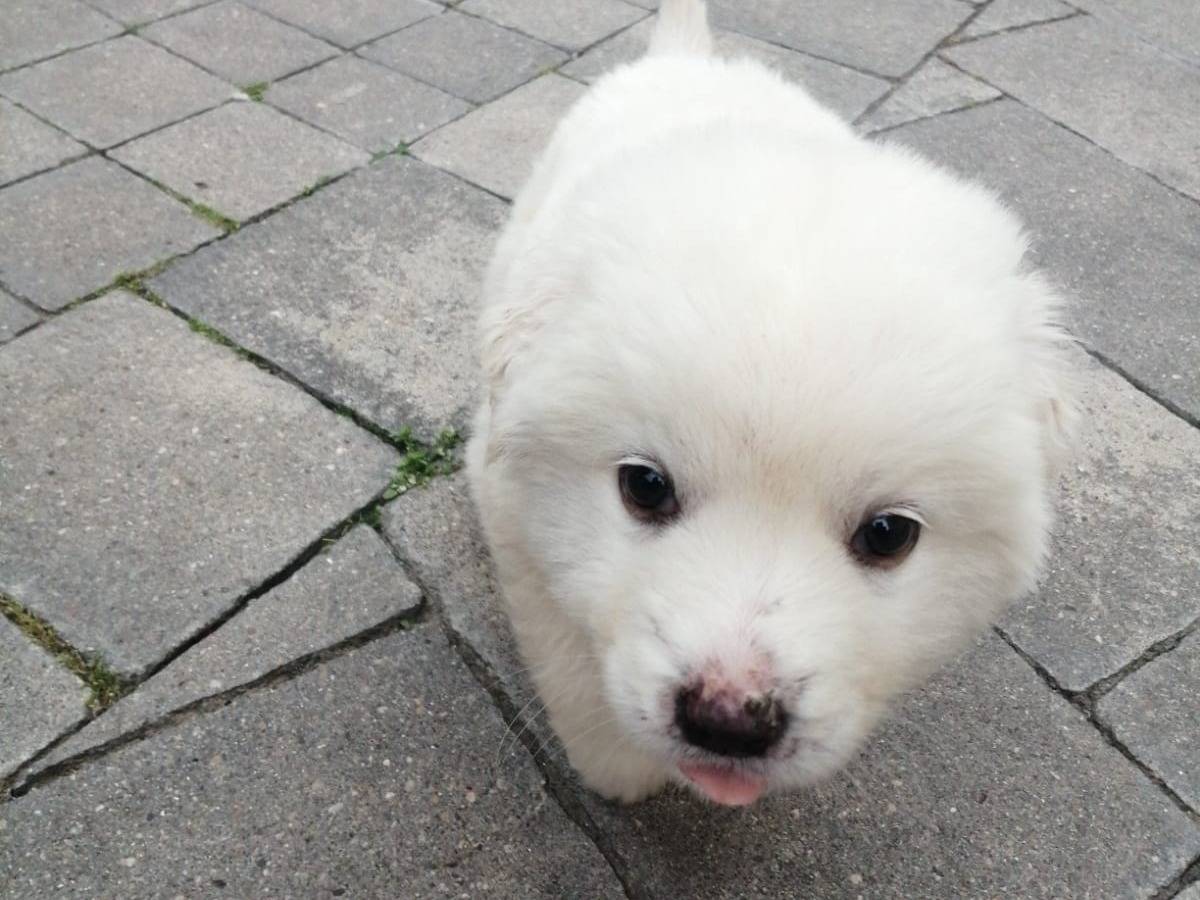 Adotta il cane NEVE  a Vibo