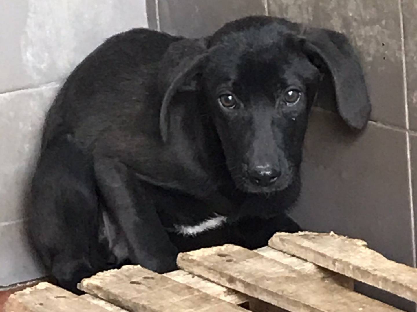 Adozione cane, femmina, Razza sconosciuta Razza sconosciuta, 3 mesi, taglia media, Cosenza