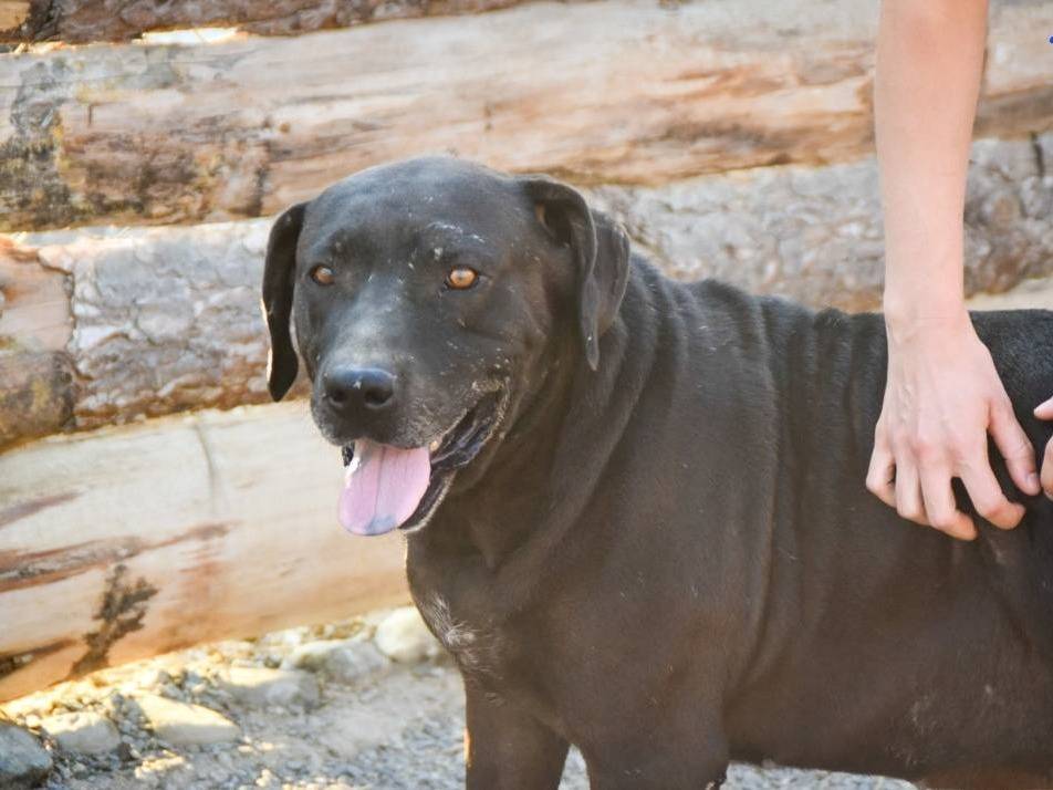 Vuoi adottare un cane a Crotone?