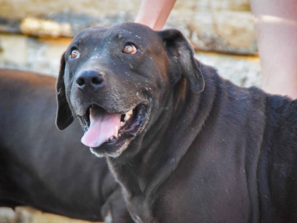 Adotta il cane aron a Crotone