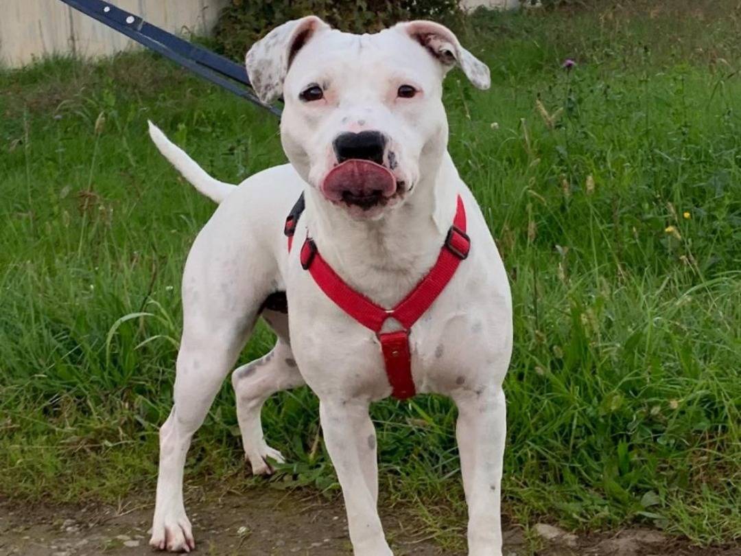Adozione cane, femmina, American Staffordshire Terrier Razza sconosciuta, 2 anni  e 2 mesi , taglia media contenuta, Milano