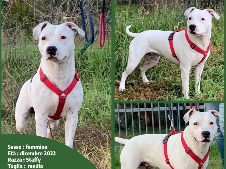 Adotta un cane, femmina, 2 anni  e 2 mesi , Milano