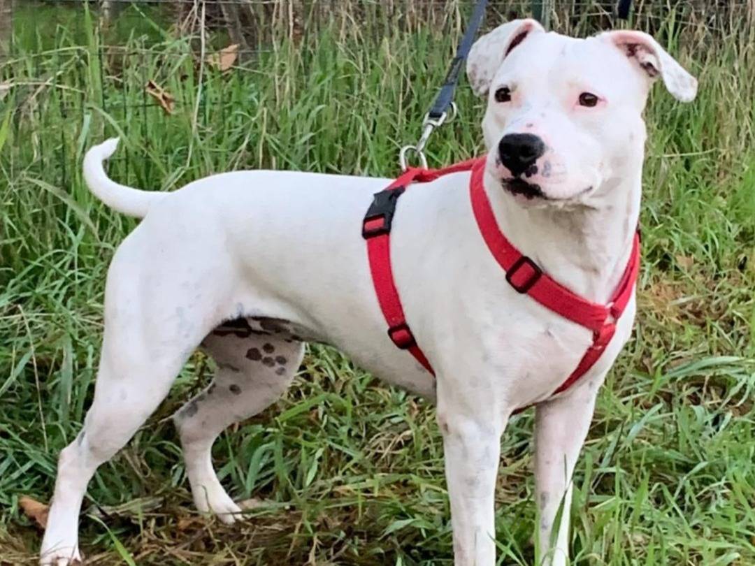 Adotta un cane, taglia media contenuta, femmina, Milano