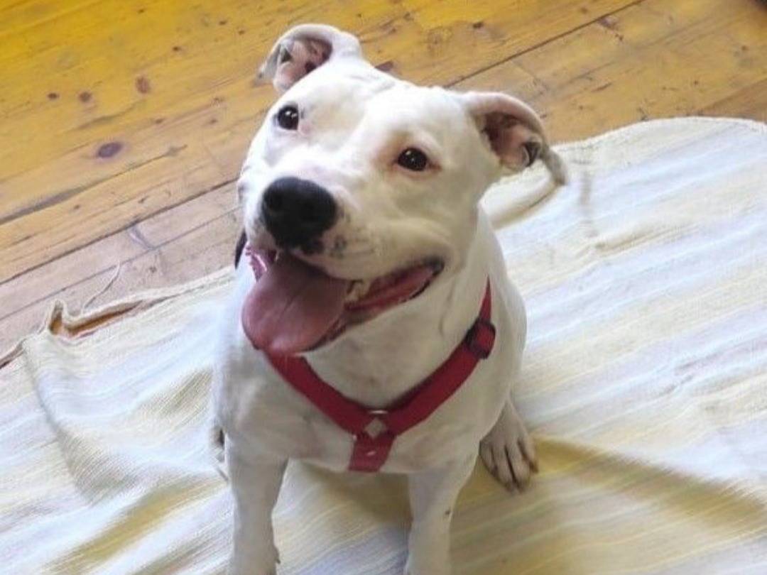 Vuoi adottare un cane a Milano?