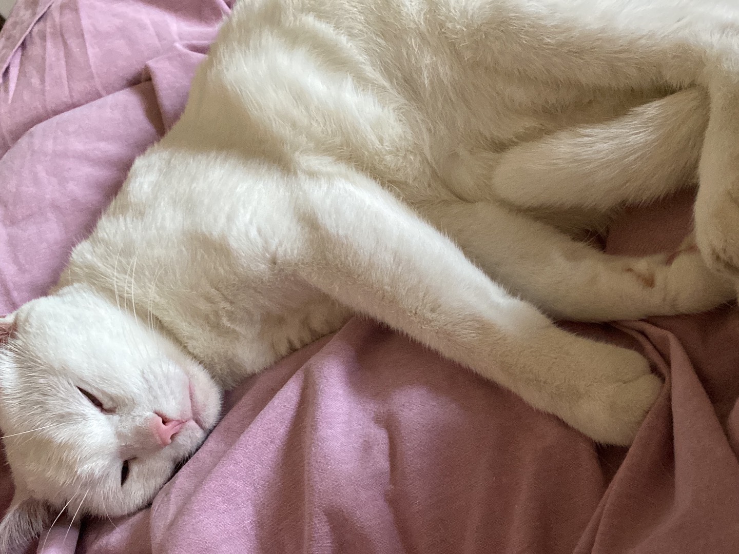 Foto dell'animale