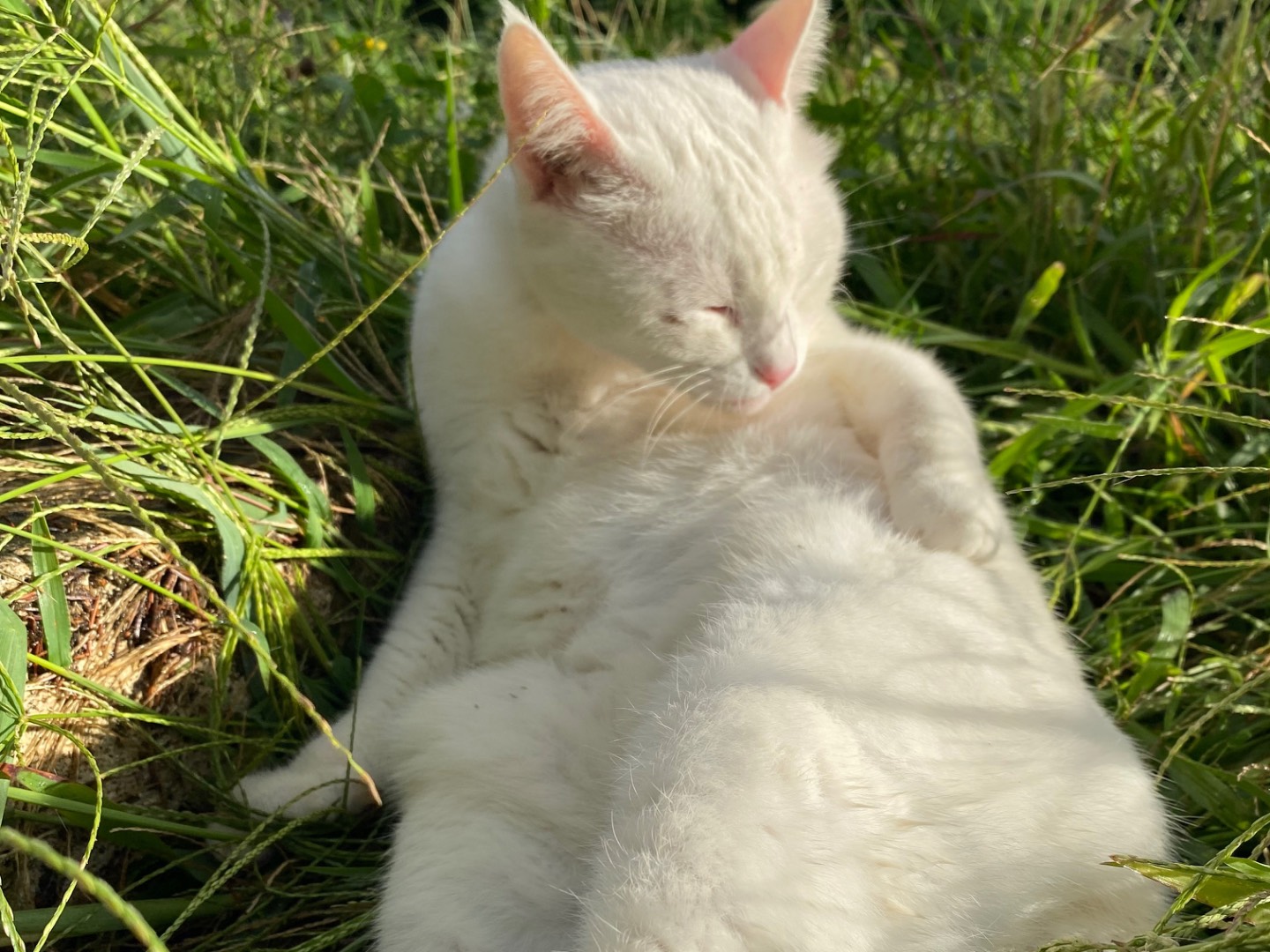 Adotta un gatto, taglia non valida, femmina, Cremona