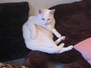Vuoi adottare un gatto a Cremona?