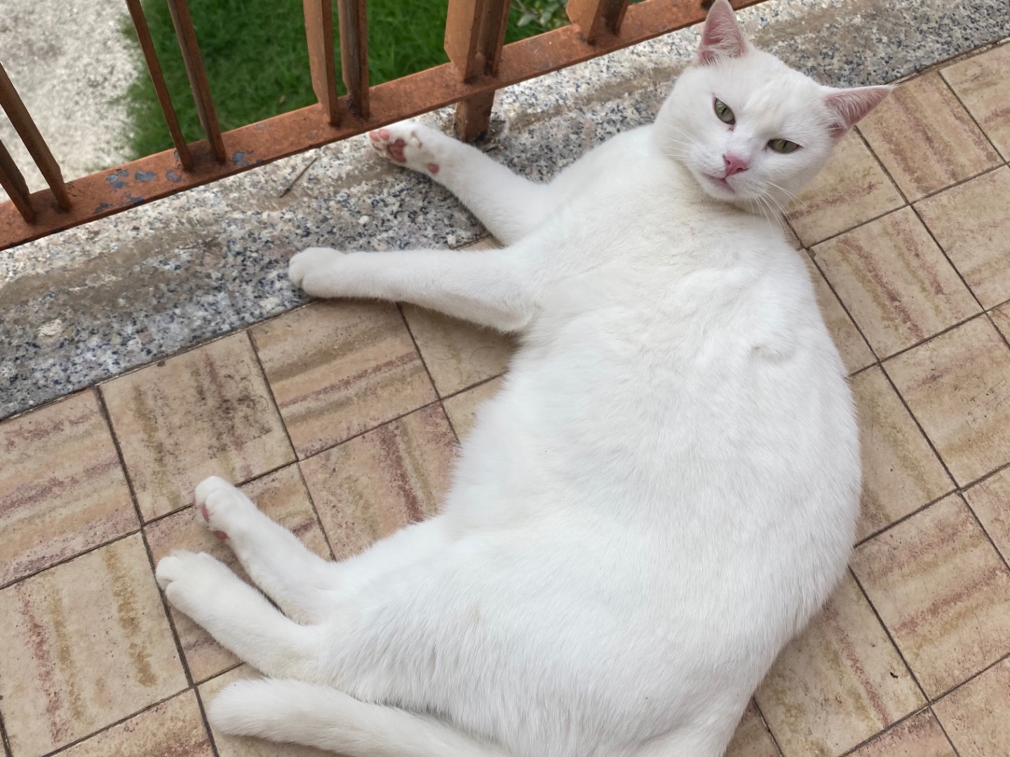 Adotta il gatto Sissi a Cremona