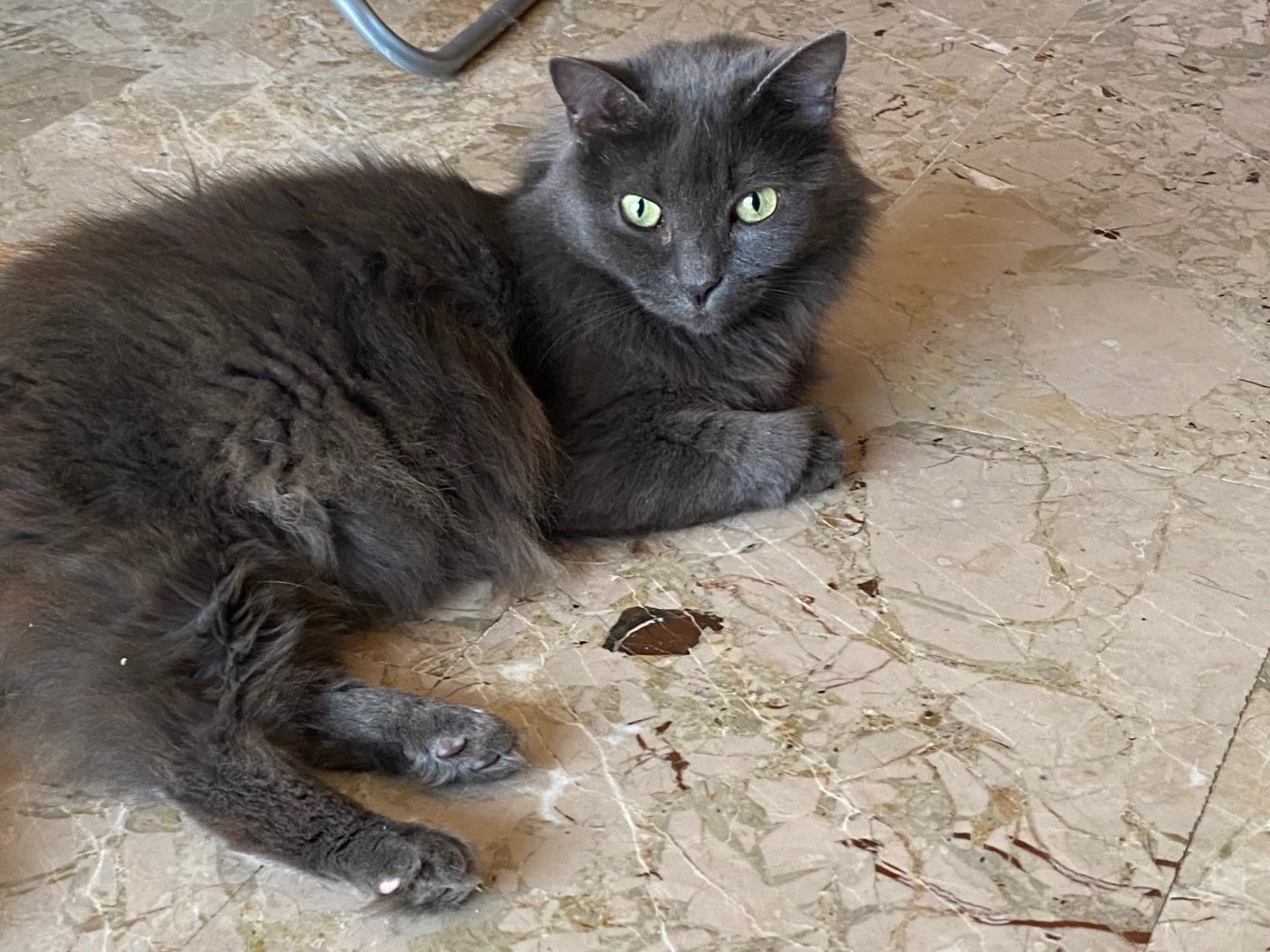 Adozione gatto, femmina, Razza sconosciuta Razza sconosciuta, 9 anni  e 4 mesi , taglia non valida, Cremona