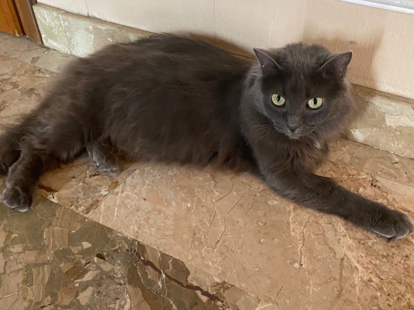 Adotta un gatto, femmina, 9 anni  e 4 mesi , Cremona