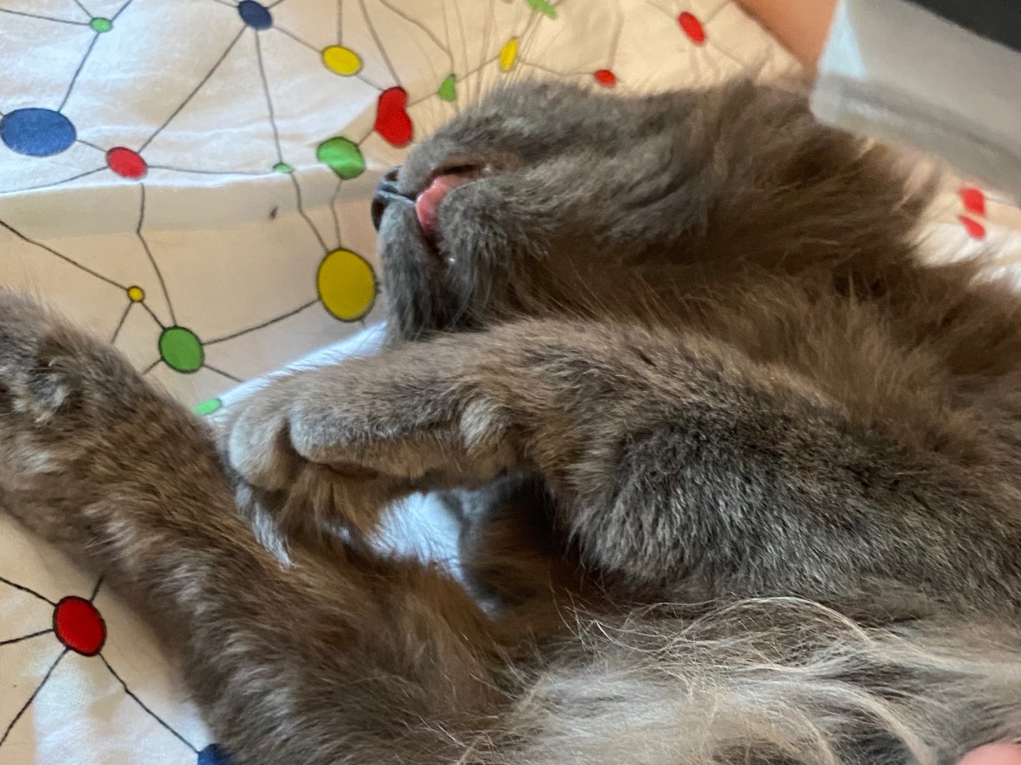 Adotta un gatto, taglia non valida, femmina, Cremona