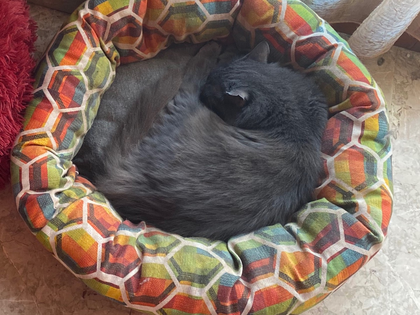 Vuoi adottare un gatto a Cremona?
