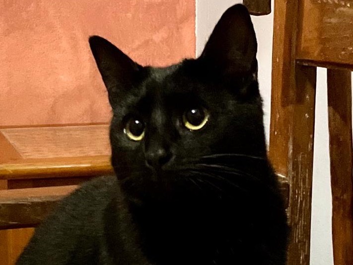 Adotta un gatto, femmina, 1 anno, Sassari