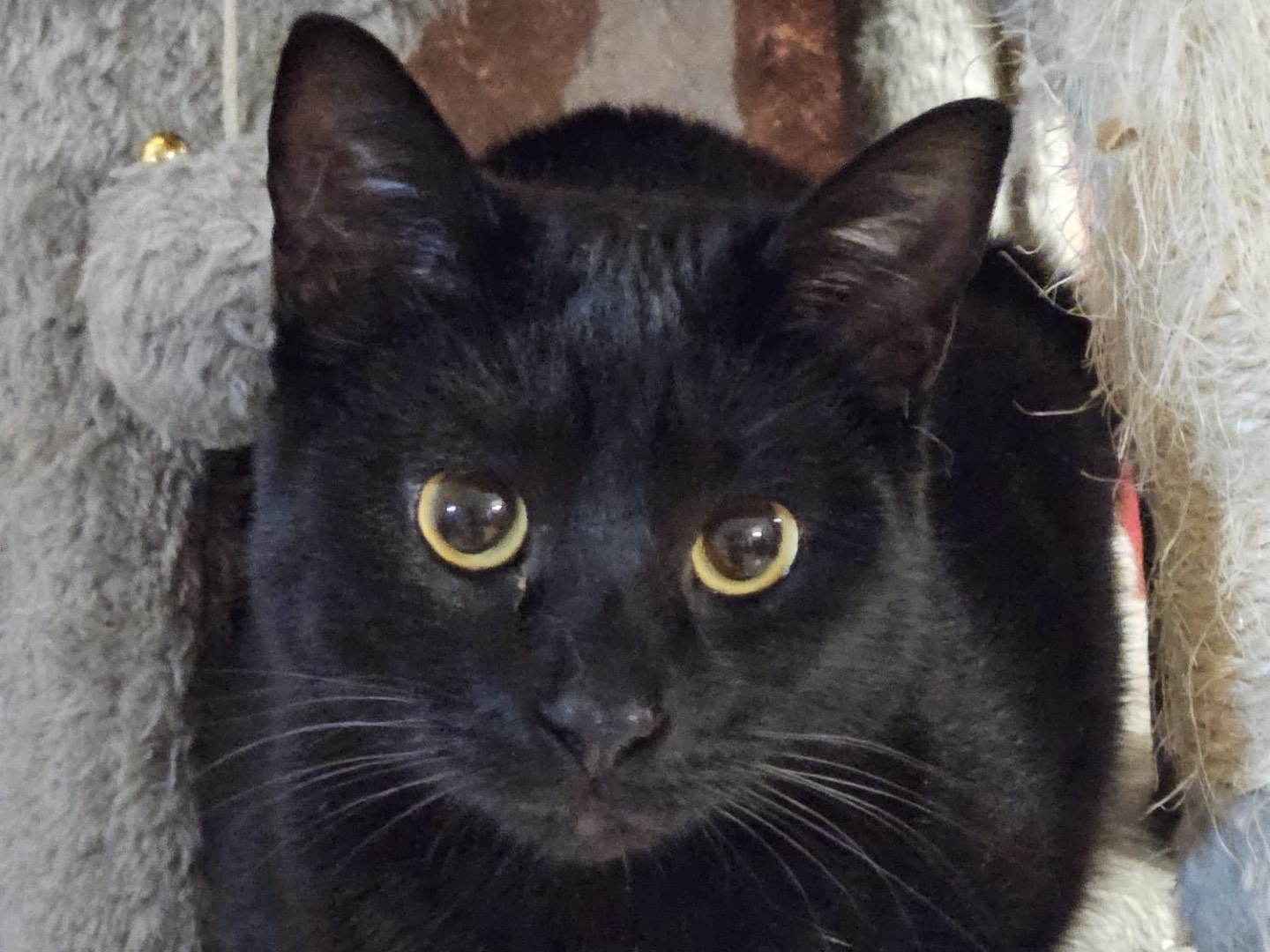 Adotta un gatto, taglia non valida, femmina, Sassari