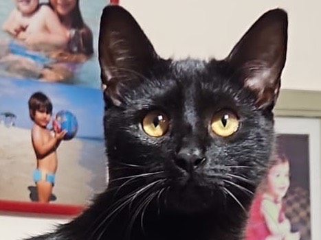 Vuoi adottare un gatto a Sassari?