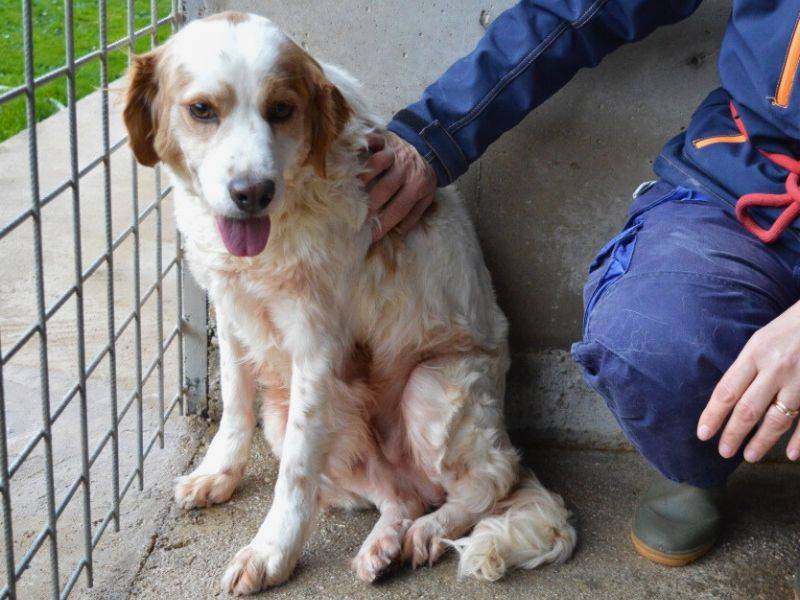 Adotta un cane, maschio, 7 anni  e 9 mesi , Roma