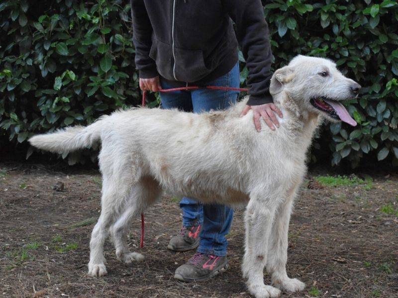 Adozione cane, maschio, Razza sconosciuta Razza sconosciuta, 5 anni  e 10 mesi , taglia grande, Roma