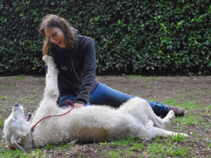 Adotta un cane, maschio, 5 anni  e 10 mesi , Roma