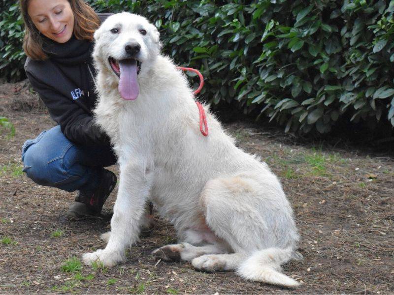 Adotta un cane, taglia grande, maschio, Roma