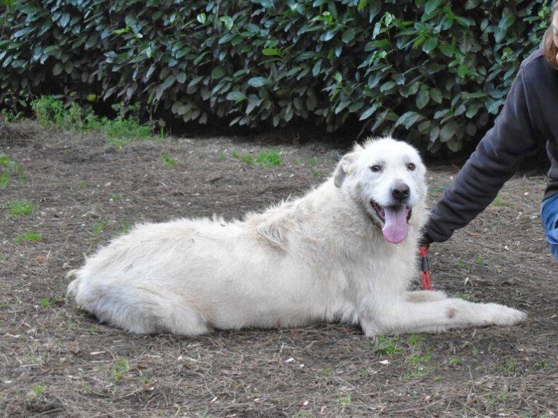 Vuoi adottare un cane a Roma?