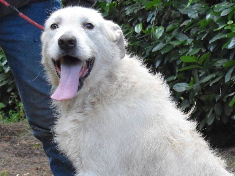 Adotta il cane Ozlo a Roma