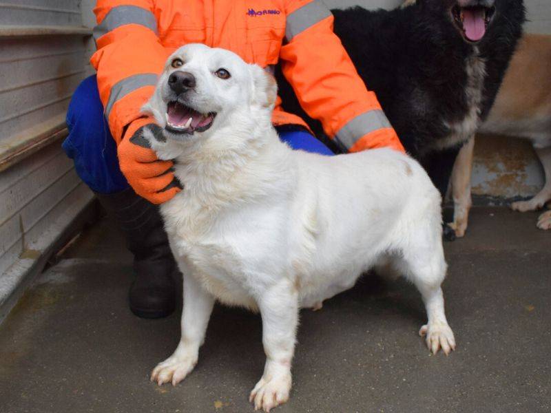 Foto dell'animale