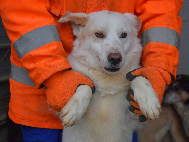 Adotta un cane, maschio, 2 anni  e 1 mese, Matera
