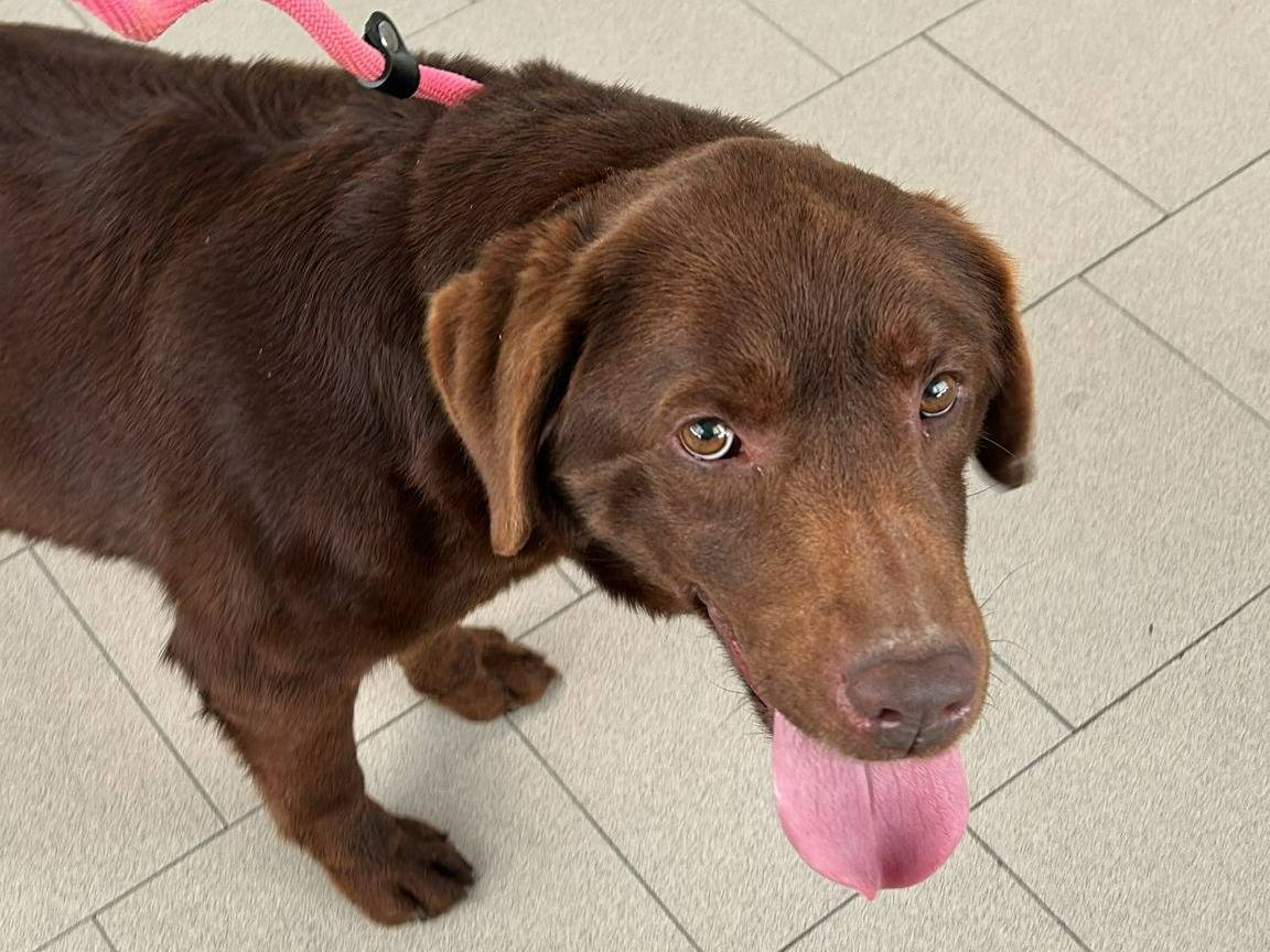 Adozione cane, maschio, Razza sconosciuta Razza sconosciuta, 5 anni  e 7 mesi , taglia grande, Piacenza