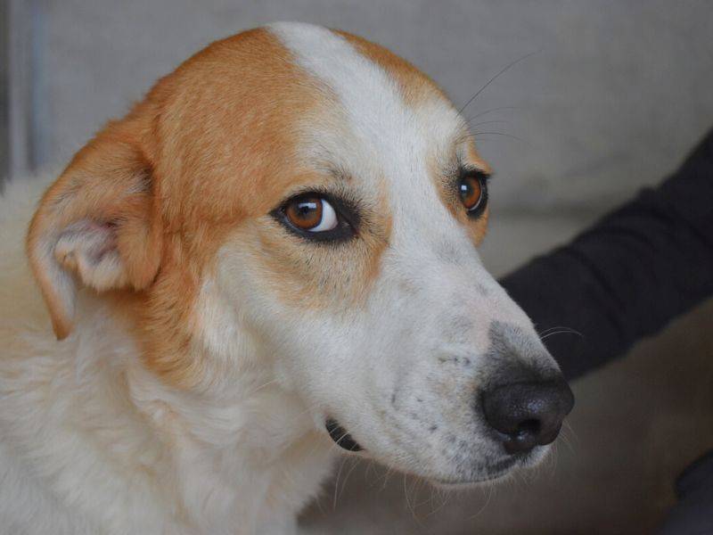 Adozione cane, maschio, Razza sconosciuta Razza sconosciuta, 4 anni  e 5 mesi , taglia media, Roma